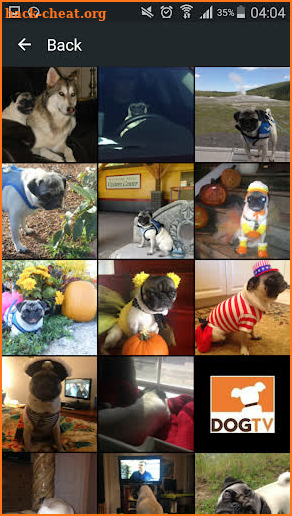 Pug Dog screenshot