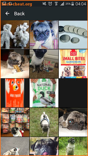 Pug Dog screenshot