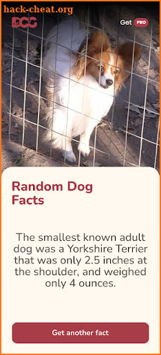 Random Dog Facts screenshot