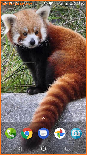 Red Panda Wallpaper screenshot