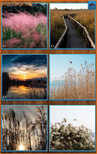 Reeds Jigsaw Puzzles screenshot