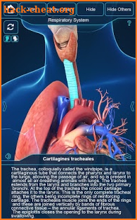 Respiratory System Anatomy Pro. screenshot