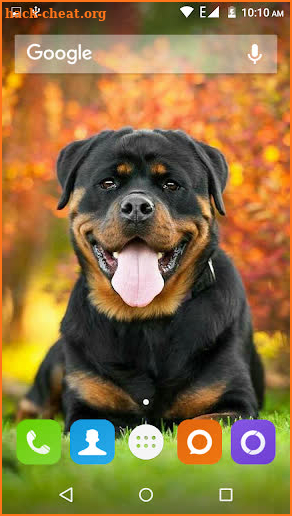 Rottweiler Dog Hd Wallpapers screenshot