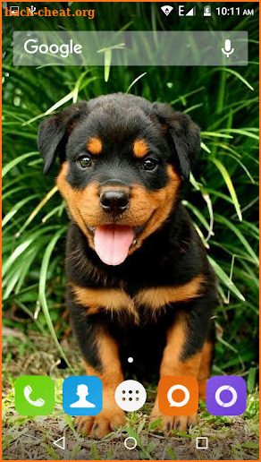 Rottweiler Dog Hd Wallpapers screenshot