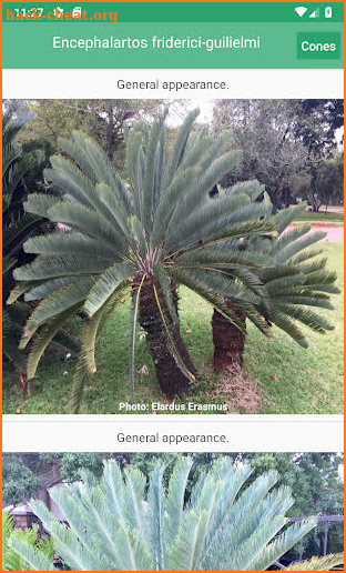 SA Cycads screenshot