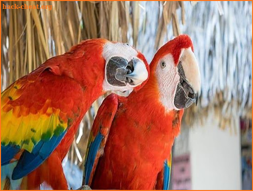 Scarlet Macaw Pictures screenshot