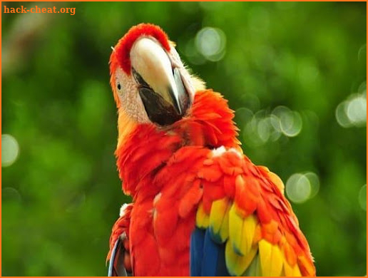 Scarlet Macaw Pictures screenshot