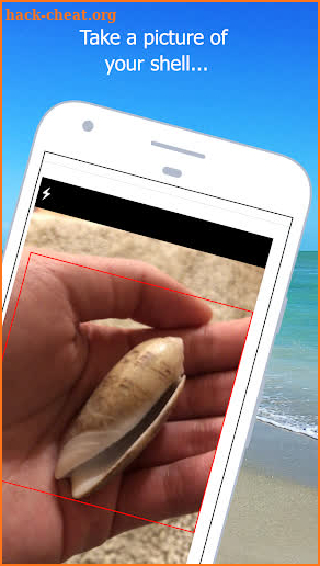 Shell Museum: Identify Shells screenshot