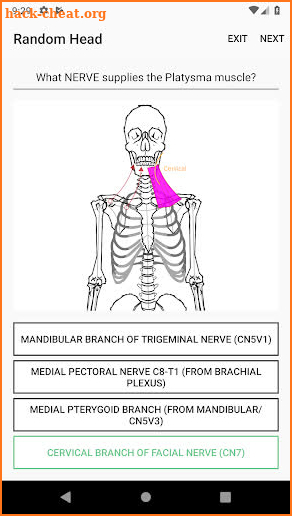 Simple Lines Anatomy screenshot