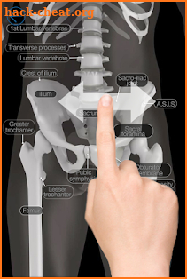 Skeletal Anatomy 3D screenshot