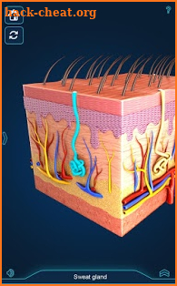 Skin Anatomy Pro. screenshot