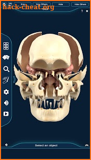 Skull Anatomy Pro. screenshot