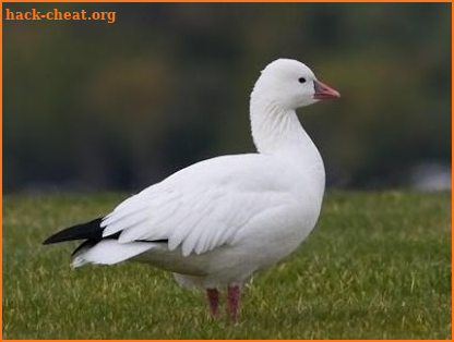 Snow Goose Game Call screenshot