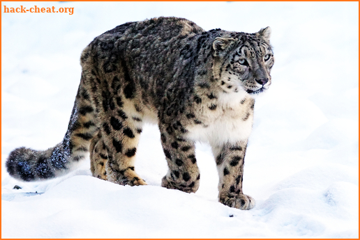 Snow Leopard Family wallpaper screenshot