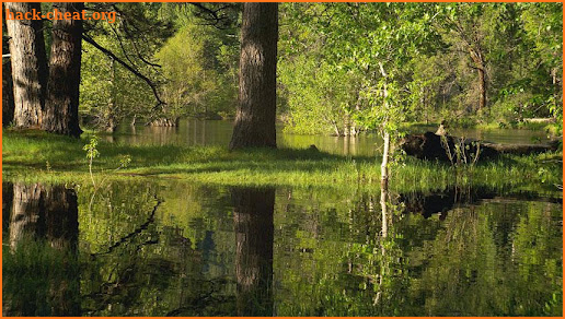 Still Pond HD for Google TV screenshot