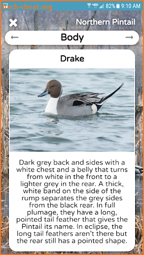 The Duck ID App Premium screenshot