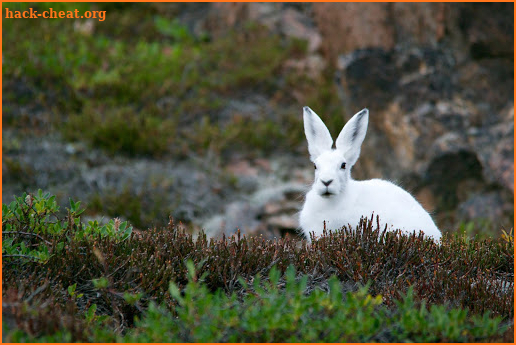 Tile Puzzles · Rabbits screenshot