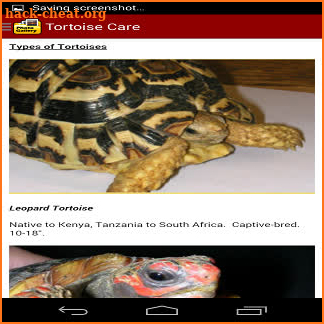 TORTOISE CARE 101 screenshot