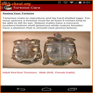 TORTOISE CARE 101 screenshot