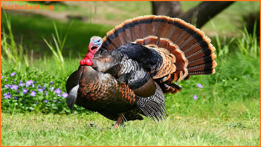 Turkey Wallpapers screenshot