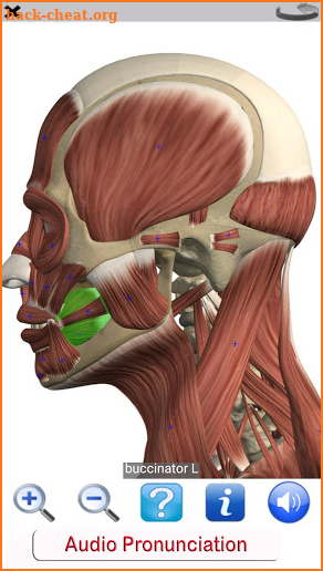 Visual Anatomy Free screenshot