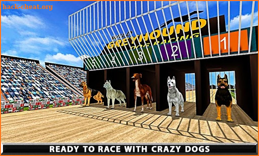 Wild Greyhound Dog Racing screenshot