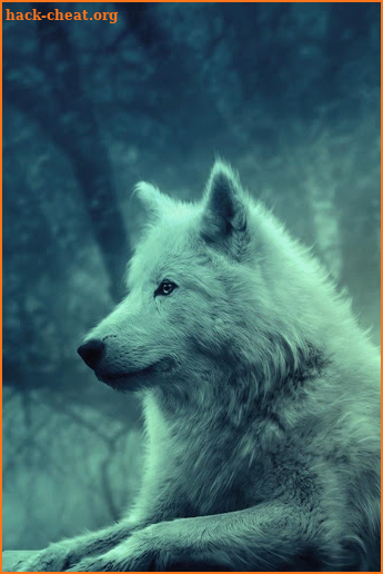 Wolf wallpapers - hd animal wallpapers screenshot