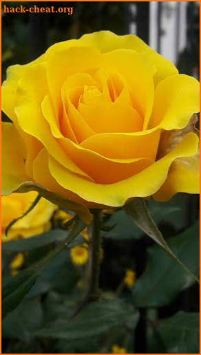 Yellow Rose HD Wallpapers screenshot