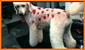 Pet Groomer 3D related image