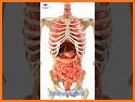 3D Human Anatomy Atlas Physiology: Internal Organs related image