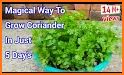 Coriander related image