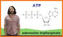 Biochemical metabolism related image