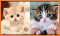 😻 Kitten & Cute Cat Wallpaper HD 😻 related image