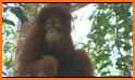 Happy Orangutan - palm oil related image