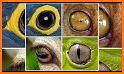 Animal Kingdom - Quiz Game related image