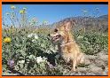 Anza-Borrego Wildflowers related image