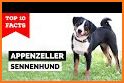 Appenzeller Dog related image