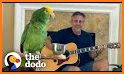 GuitarParrot related image