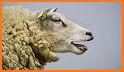 Sheep Sounds related image