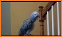 African grey parrot ringtones related image