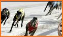 Wild Animal Racing Tournament 2019: Dog Racing related image