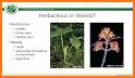 PlantCam: Plant Identification related image