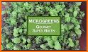 Microgreens Guide related image