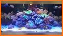 Aqua Reef related image