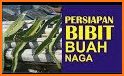 cara menanam buah naga agar cepat berbuah related image