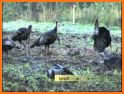 South Carolina Wild Turkey Harvest Reporting related image