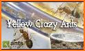 Crazy Ants related image