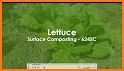 Lettuce KSJH6 related image