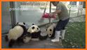 Baby Panda' s House Cleaning related image