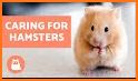 Hamster Guide Mobile related image